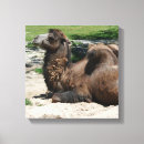 Search for camel photography Animal
