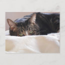 Search for cat on a bed postcards Cute