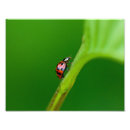 Search for crawling posters Nature