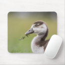 Search for cute chick mousepads Animal