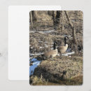Search for geese cards Birds