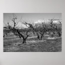 Search for spring photos posters Photography