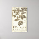 Search for parts of a flower posters Drawing