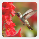 Search for nectar stickers Hummingbird