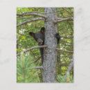 Search for climbing tree postcards Black bear