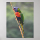 Search for lorikeets Nature