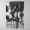 Search for black and white palm tree posters Florida
