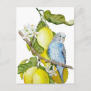 Search for budgie postcards Budgerigar