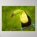 Search for toucan posters Costa rica