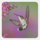 Search for colourful hummingbird stickers Flying