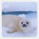 Search for harp envelope seals Animal