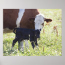 Search for cow painting posters Outdoors