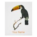 Search for tropical toucan posters Toucans