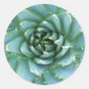 Search for aloe stickers Succulent