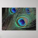 Search for peacock feather posters Pattern
