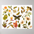 Search for vintage tropical posters Leaf