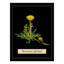 Search for dandelions posters Flower
