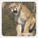 Search for puma stickers Big cat