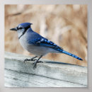 Search for bluejays posters Nature