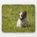 Search for interest mousepads Concentration