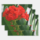 Search for red geranium Botanical