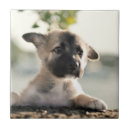 Search for german shepherd tiles Baby