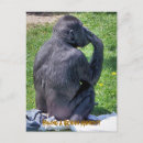Search for chimpanzee postcards Primates