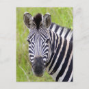 Search for zebra postcards Equus quagga