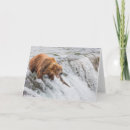 Search for brown bear cards Alaska