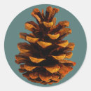 Search for pinecones stickers Brown