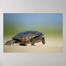 Search for tortoise shell posters Nature