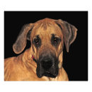 Search for great dane art Pets