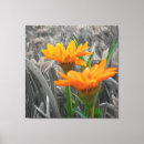 Search for daisy pictures canvas prints Flowers