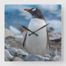 Search for colonial clocks Bird