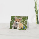 Search for pembroke cards Puppies