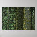 Search for forestry posters Bark