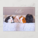Search for guinea postcards Cute