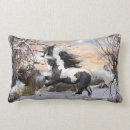 Search for gypsy vanner horse Stallion