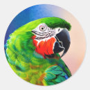 Search for cute parrot stickers Birds