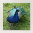 Search for regal puzzles Bird