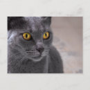Search for russian blue cat postcards Grey