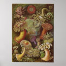 Search for biology posters Kunstformen der natur