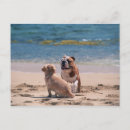 Search for beach dog postcards Animal