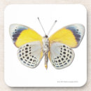 Search for animals barware Photography