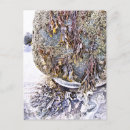Search for barnacle postcards Nature