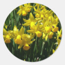 Search for daffodil flower stickers Yellow
