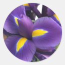 Search for irises stickers Purple