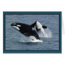 Search for orca killer whale cards Wildlife