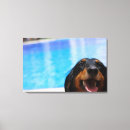Search for long haired dachshund art Domestic animals