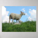 Search for sheeps posters Nature